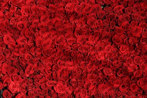 red-roses
